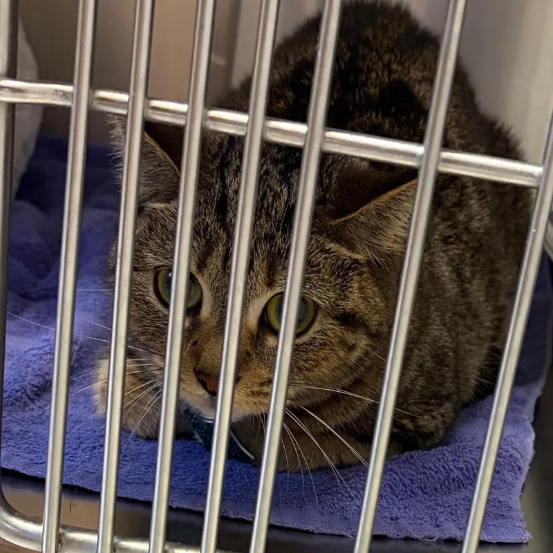 An adult medium-sized female Black Domestic Short Hair cat named Tika for adoption in Scituate, MA