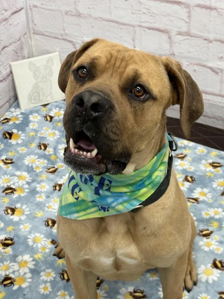 A young large-sized male Mixed Breed dog named Abadeer for adoption in Detroit, MI