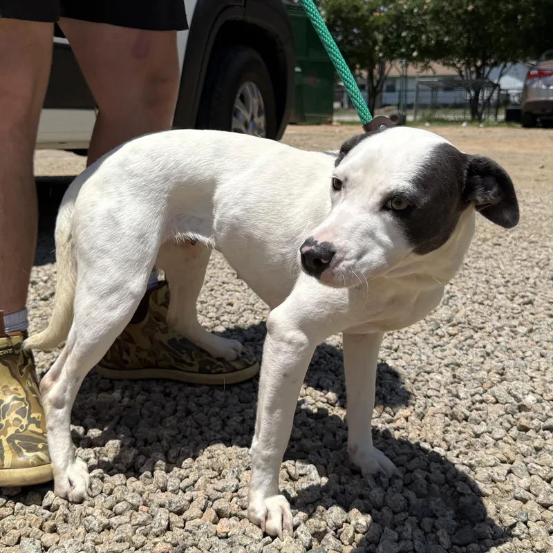 A young medium-sized female White / Cream Pit Bull Terrier dog named Betsy for adoption in Columbia, SC