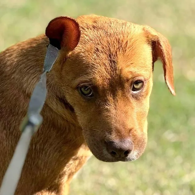 Vanilla Swirl "delcious Kisses!"