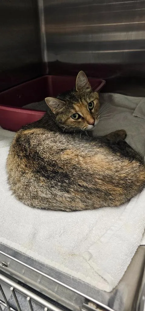 A young medium-sized female Domestic Short Hair cat named Flower for adoption in Athens, TN