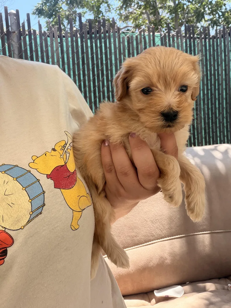 Teddy
