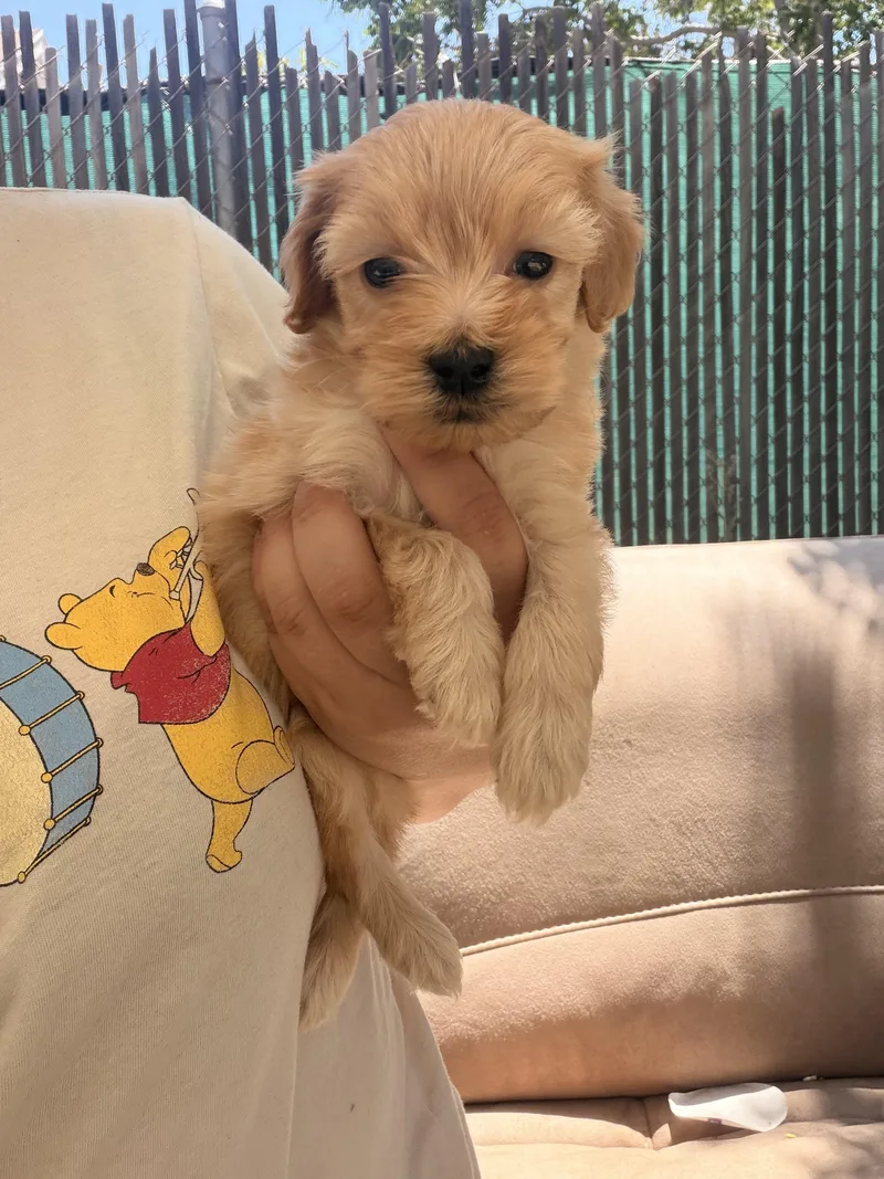 Teddy thumbnail 2