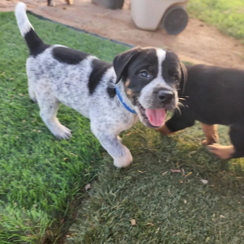 A baby medium-sized male Pit Bull Terrier dog named Cal for adoption in Mesa, AZ