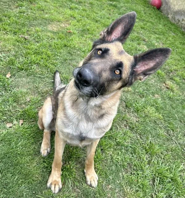 An adult large-sized male German Shepherd Dog dog named Frank for adoption in Dublin, CA