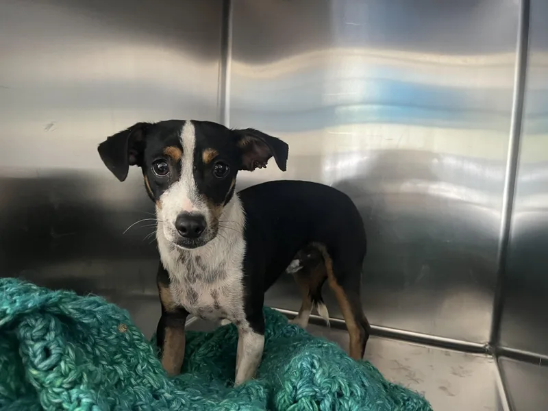 An adult small-sized male Chihuahua dog named Pinguino for adoption in San Pedro, CA