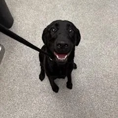 A young medium-sized female Black Labrador Retriever dog named Ducky for adoption in Durango, CO
