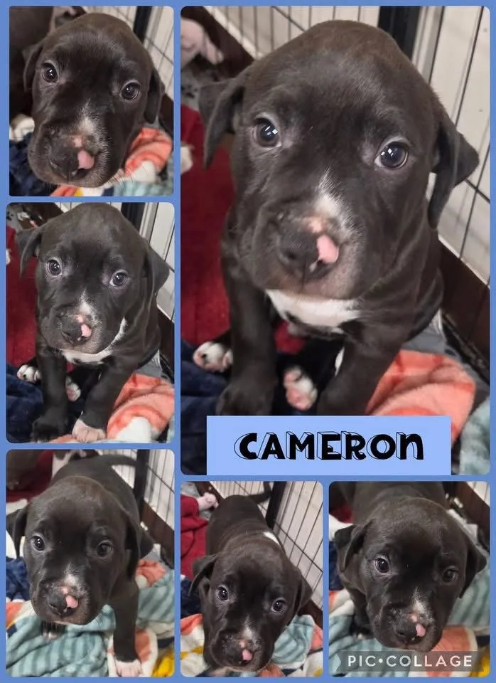 A baby medium-sized male American Bulldog dog named Cameron for adoption in Newport, KY