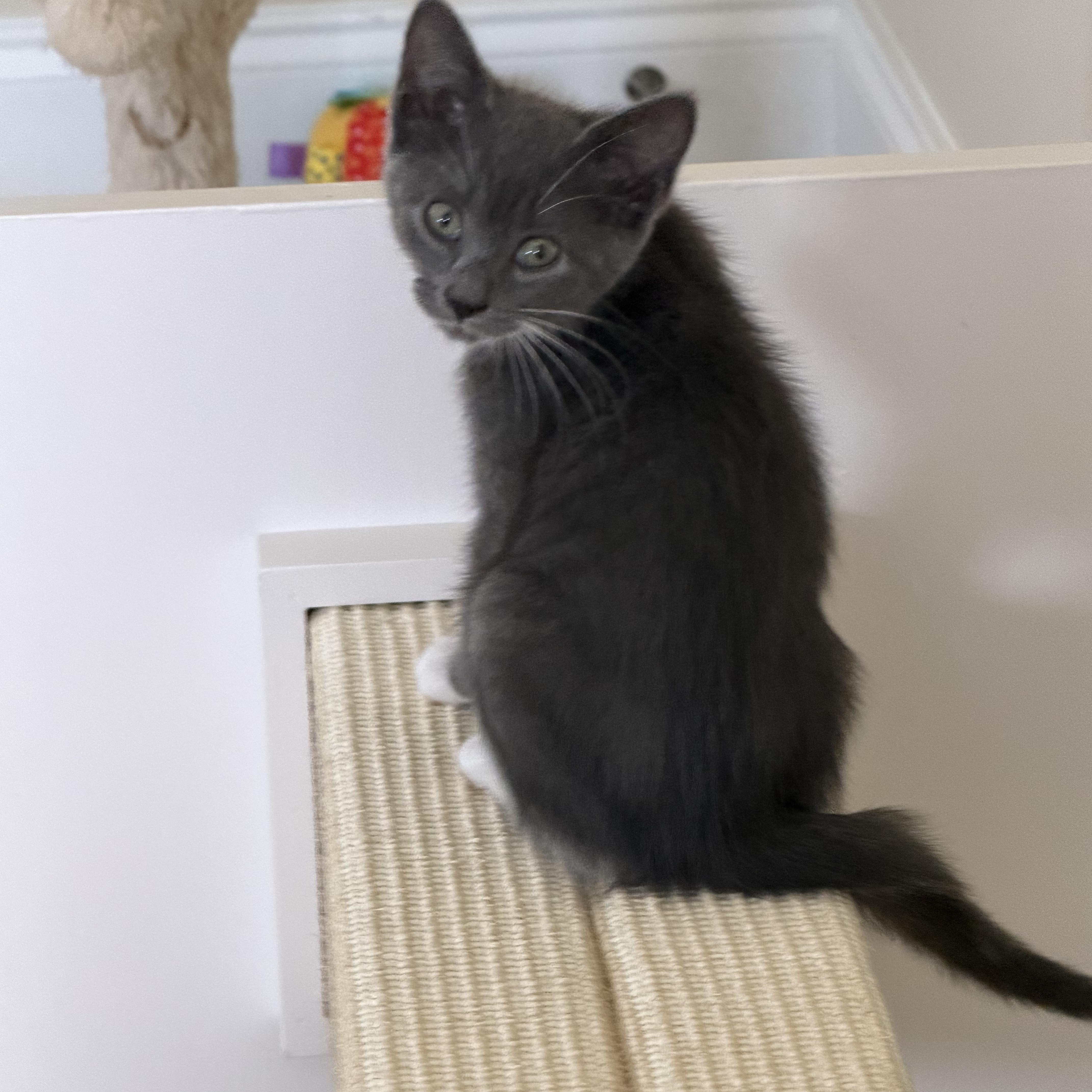 A baby medium-sized female Domestic Short Hair cat named Becky for adoption in Duluth, GA