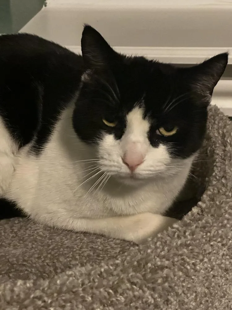 An adult large-sized female Domestic Short Hair cat named Princess for adoption in Broomfield, CO