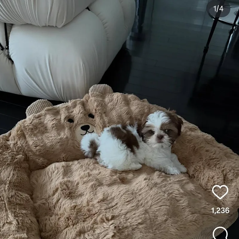 A young small-sized female Shih Tzu dog named Crissy for adoption in Newmanstown, PA