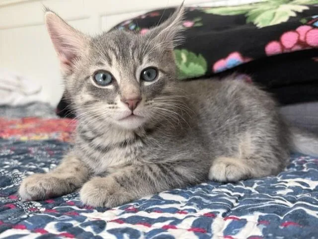 A young medium-sized male Tabby (Gray / Blue / Silver) Domestic Short Hair cat named Ichi for adoption in Arlington, WA