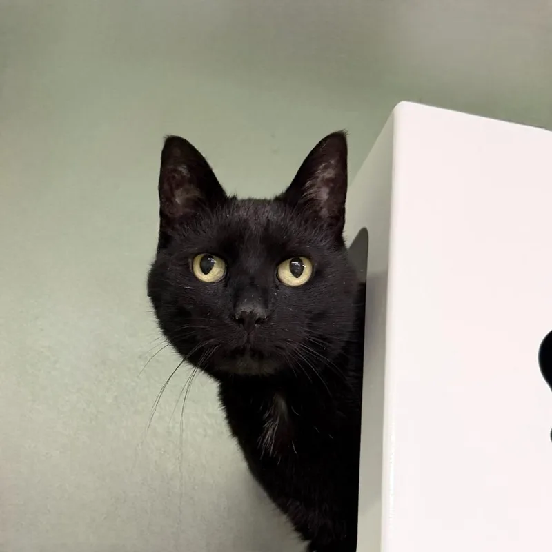 An adult medium-sized male Domestic Short Hair cat named Sebastian for adoption in State College, PA