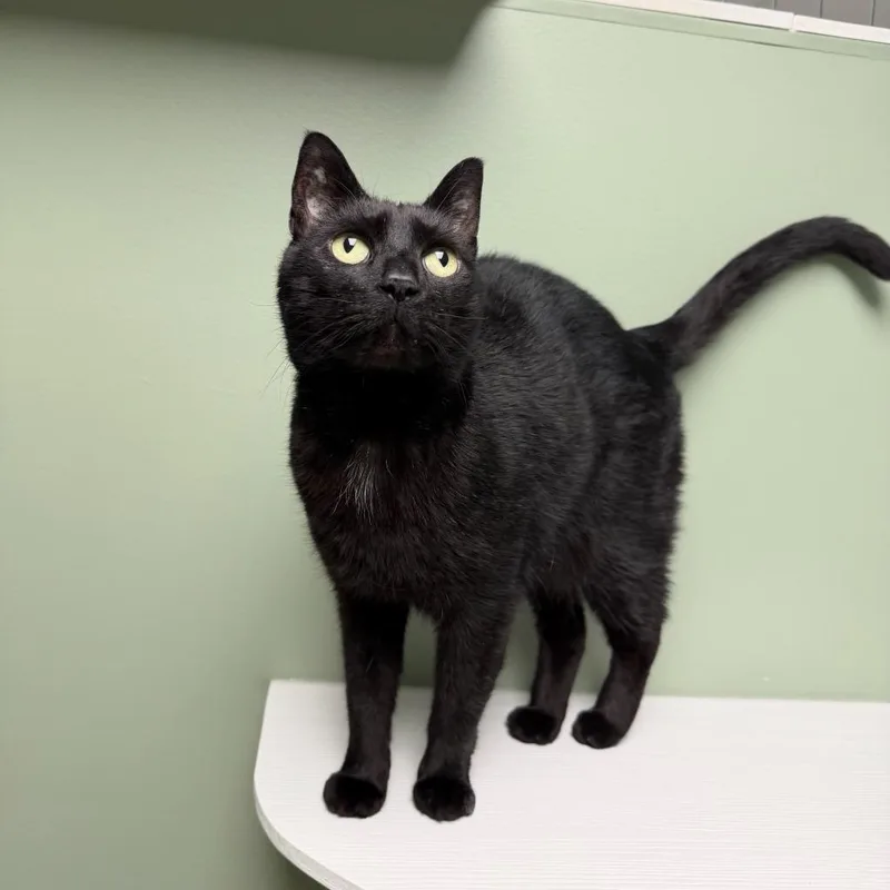 Sebastian thumbnail 2