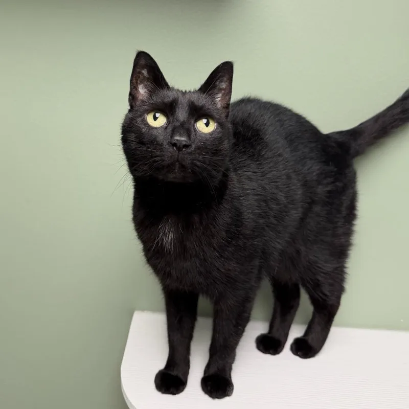 Sebastian thumbnail 3