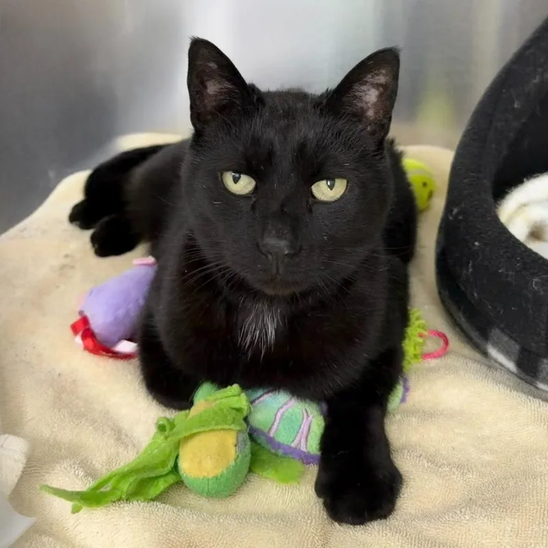 Sebastian thumbnail 4