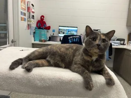 An adult large-sized female Gray / Blue / Silver Domestic Short Hair cat named Della for adoption in Kansas City, MO