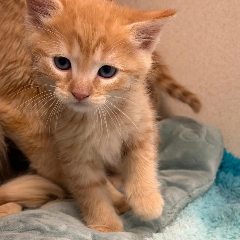 A baby small-sized male Domestic Short Hair cat named Aries for adoption in Rifle, CO