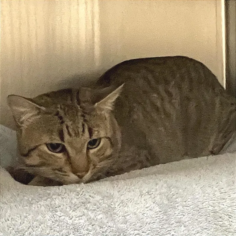 An adult large-sized male Brown / Chocolate Domestic Short Hair cat named Ichigo for adoption in Springfield, MA