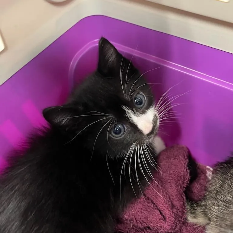 A baby small-sized male Black Domestic Short Hair cat named F for adoption in Greensboro, NC