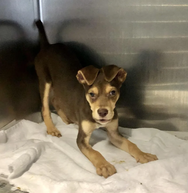 A baby medium-sized male Brown / Chocolate Hound dog named Bandit for adoption in Parma, OH