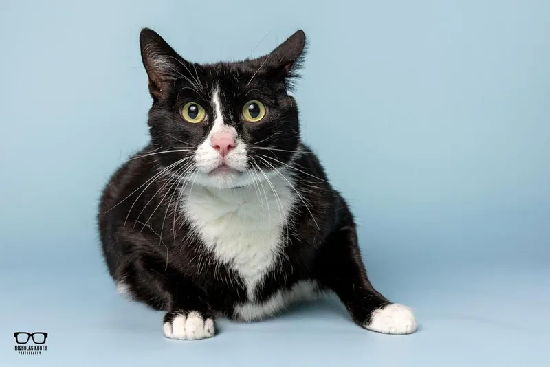 Figaro
