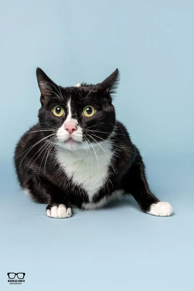 Figaro thumbnail 2
