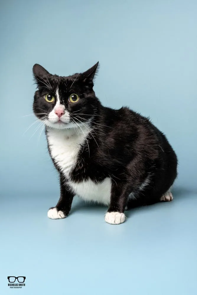 Figaro thumbnail 3
