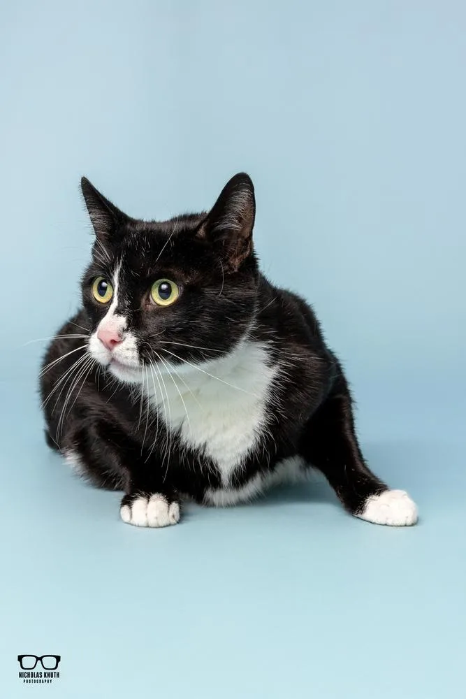 Figaro thumbnail 4