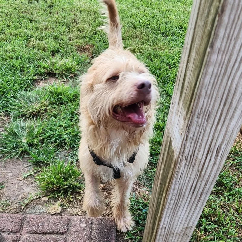 A young medium-sized male Apricot / Beige Mixed Breed dog named Archabald for adoption in Houston, TX