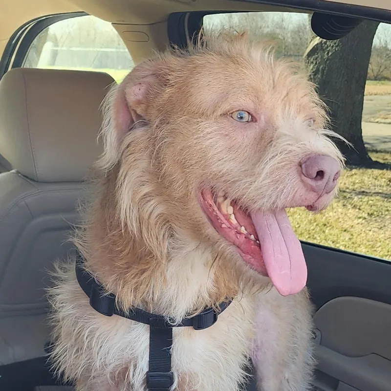 Archabald thumbnail 3