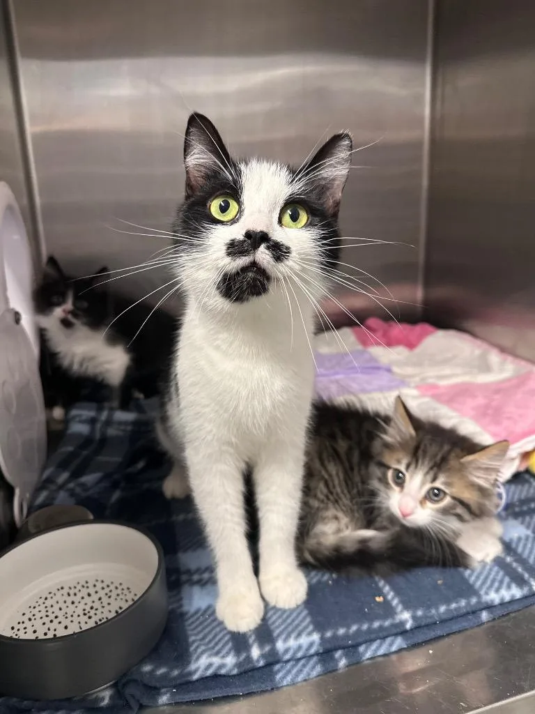 Moostache