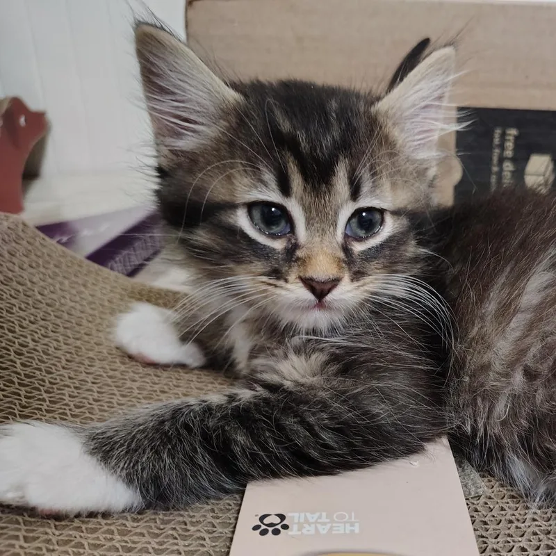 A baby small-sized male Domestic Short Hair cat named Fern for adoption in Cumming, GA