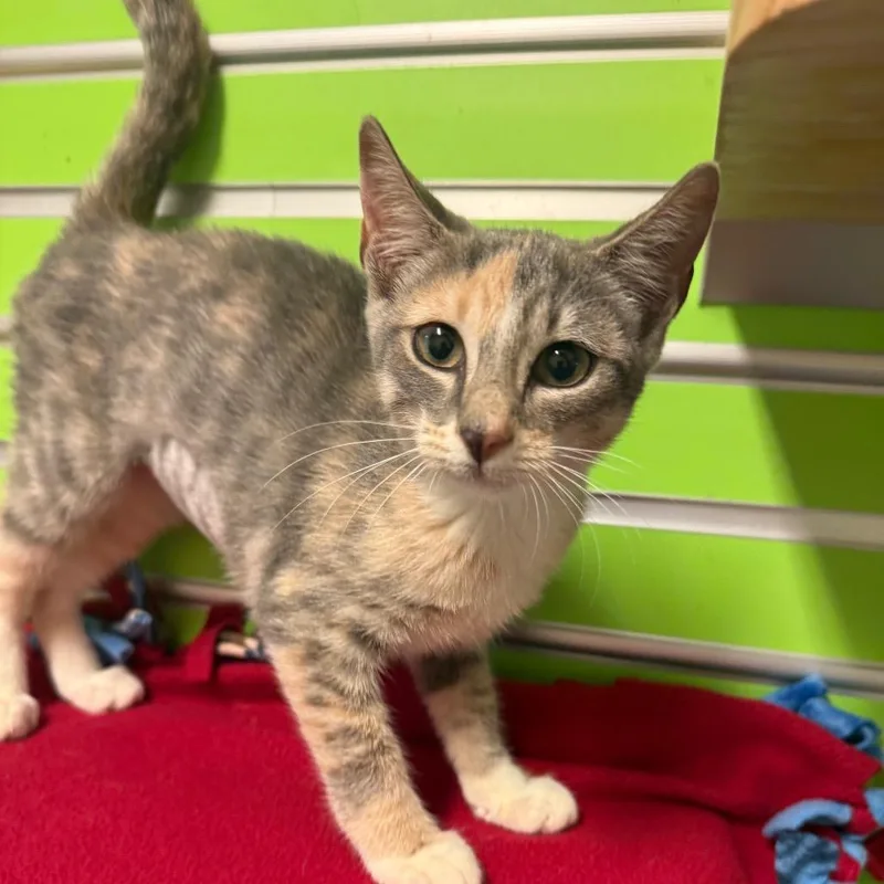 A baby small-sized female Torbie Domestic Short Hair cat named Barbie for adoption in Naples, FL