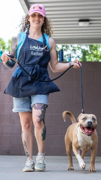 An adult large-sized female Mixed Breed dog named Amaya for adoption in Chamblee, GA
