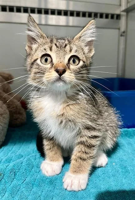A baby small-sized male Domestic Medium Hair cat named Scotty for adoption in San Francisco, CA