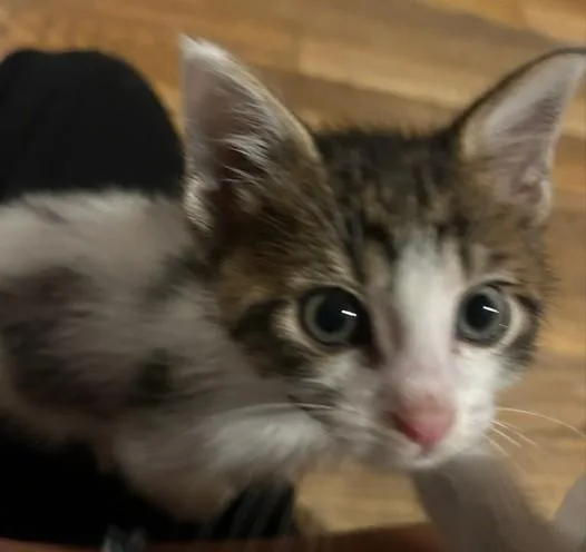 A baby small-sized male Domestic Short Hair cat named Tony for adoption in Colorado Springs, CO