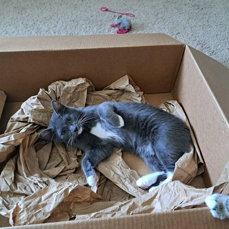 An adult medium-sized female Gray & White Domestic Short Hair cat named Clover for adoption in Dallas, TX