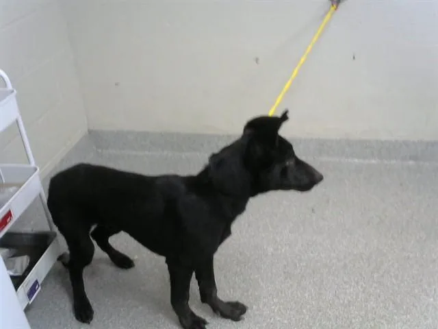 A young medium-sized male German Shepherd Dog dog named Moose for adoption in Pasadena, TX