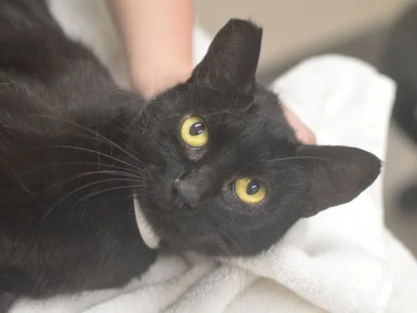 A young small-sized female Domestic Short Hair cat named Nessa for adoption in Portland, OR