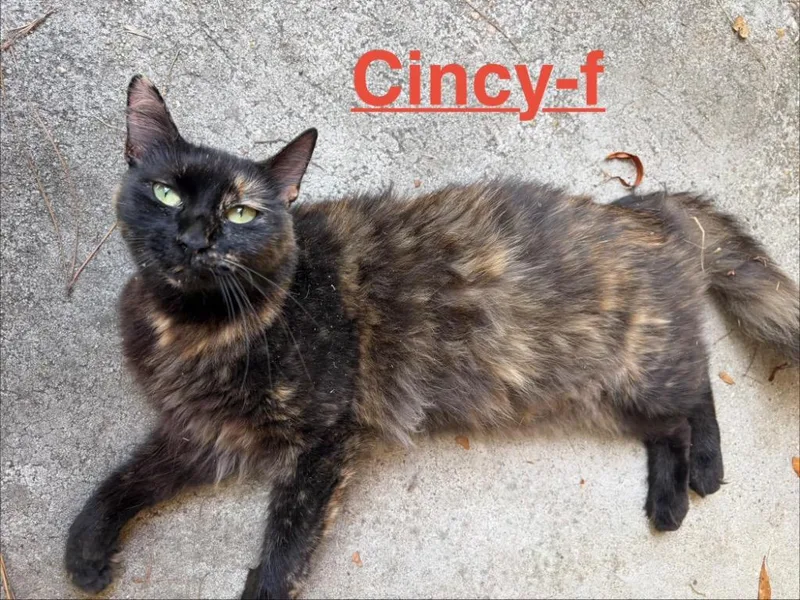 An adult small-sized female Tortoiseshell cat named Cincy for adoption in Brookhaven, MS