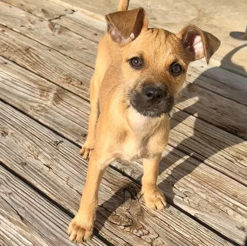 A baby small-sized female Brown / Chocolate Chihuahua dog named Ramona for adoption in Corpus Christi, TX