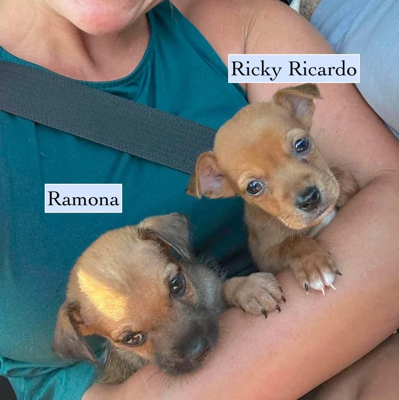 Ramona thumbnail 5
