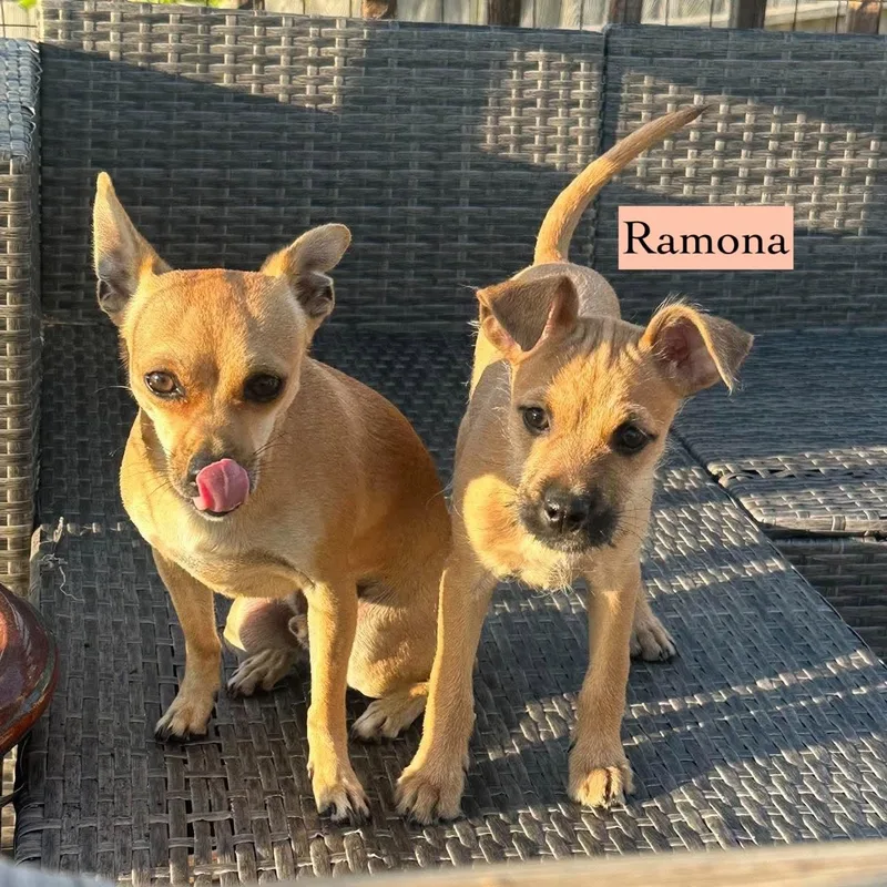 Ramona thumbnail 6