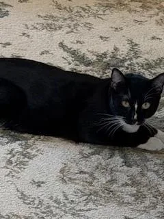 A young medium-sized male Black & White / Tuxedo Tuxedo cat named Bulbasaur for adoption in Parlier, CA