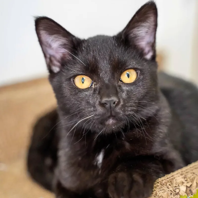 A baby small-sized male Black Domestic Short Hair cat named Kellas for adoption in Thomaston, ME