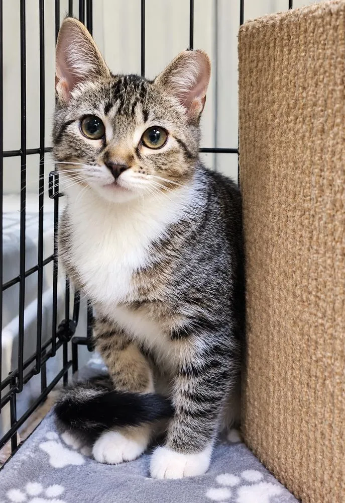A baby small-sized female Brown / Chocolate Domestic Short Hair cat named Sydney for adoption in Homer Glen, IL