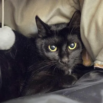 A young medium-sized female Domestic Short Hair cat named Queen for adoption in Westland, MI