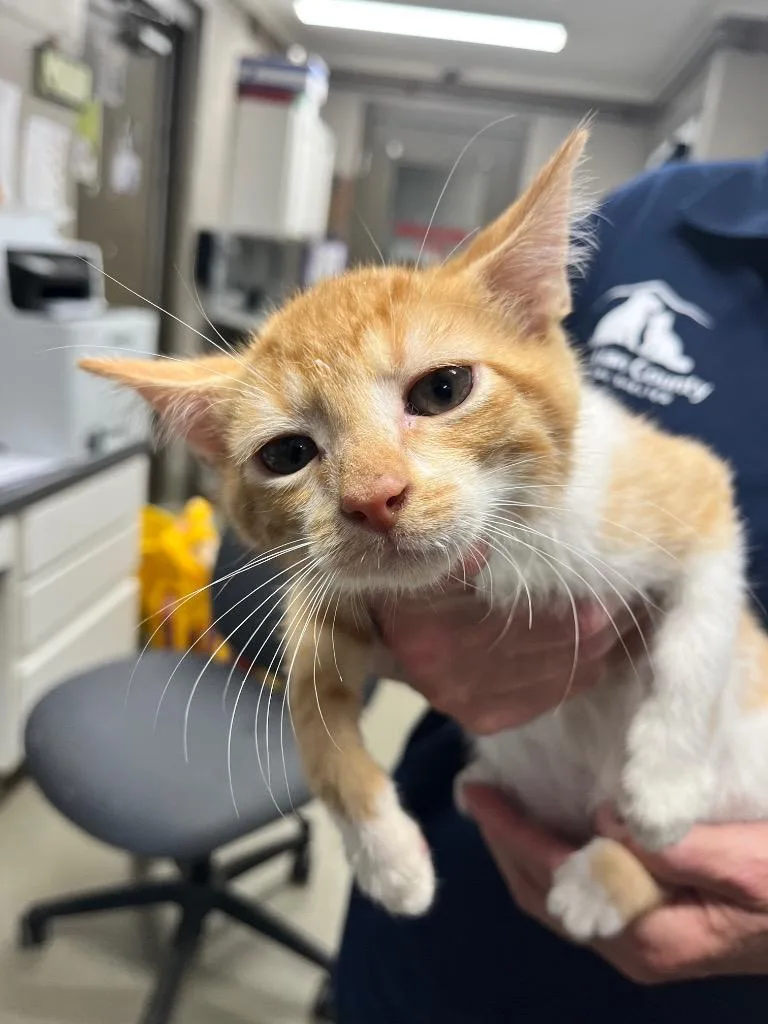 A baby small-sized male Domestic Short Hair cat named Jerry for adoption in Hopkinsville, KY
