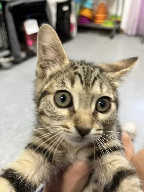 A baby small-sized female Tabby (Brown / Chocolate) Domestic Short Hair cat named Sprinkle for adoption in Anoka, MN